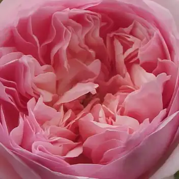 Trandafiri online - Roz - trandafir nostalgic - trandafir cu parfum intens - Rosa Sonia Rykiel - Dominique Massad - ,-